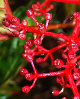 Medinilla arfakensis, bright red hypanthium of maturing berries, Kwau, Arfak Mts, 1600 m asl, West Papua