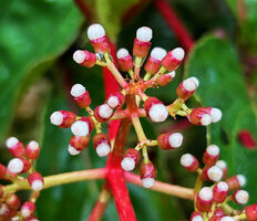 Medinilla arfakensis, flowers at preanthesis with red hypanthium and pearl like ellipsoid flower bud, Kwau, Arfak Mts, 1600 m asl, West Papua