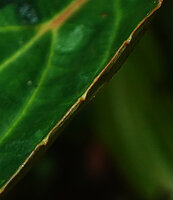 Medinilla arfakensis, hydathodes along the leaf margin, Kwau, Arfak Mts, 1600 m asl, West Papua 