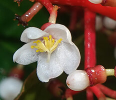 Medinilla arfakensis, hypanthium, petals and stamens, Kwau, Arfak Mts, 1600 m asl, West Papua