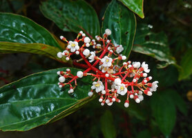 Medinilla arfakensis, inflorescence with flower buds and flowers at anthesis, Kwau, Arfak Mts, 1600 m asl, West Papua