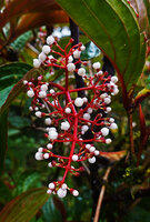 Medinilla arfakensis, inflorescence with flower buds at preanthesis, Kwau, Arfak Mts, 1600 m asl, West Papua