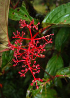 Medinilla arfakensis, maturing infructescence with bright red axes and maturing berries, Kwau, Arfak Mts, 1600 m asl, West Papua