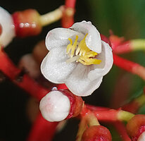 Medinilla arfakensis, petals, stamens and pistil, Kwau, Arfak Mts, 1600 m asl, West Papua