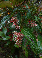 Medinilla arfakensis, three synchronised  inflorescences and almost triangular leaves with two pairs of main veins arising from the first quarter of the midrib, Kwau, Arfak Mts, 1600 m asl, West Papua