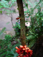 Medinilla aurantiiflora, a new inflorescence emerging from the upper part of the main stem, Casaroro Falls, Negros, Philippines