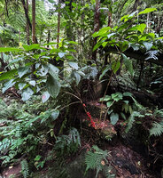 Medinilla aurantiiflora on rocks along river bank, Casaroro Falls, Negros, Philippines