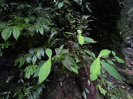 Medinilla aurantiiflora, young individual having germinated on an old tree log, together with an Elatostema, Casaroro Falls, Negros, Philippines