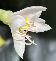 Medinilla beddomei, apical pores of anthers extruding the pollen, Idukki, Kerala, India