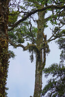 Medinilla beddomei covering the trunk and branches of a tree and creating some hanging bunches, Idukki, Kerala, India