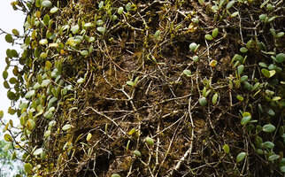 Medinilla beddomei creeping on tree trunk and exhibiting swollen nodes, a growth habit very similar to M. sedifolia from Madagascar, Idukki, Kerala, India