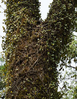Medinilla beddomei, ddensely branched stems, often with two opposite branches, fixed to the trunk bark among mosses with adventitious roots, Idukki, Kerala, India