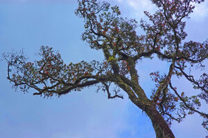 Medinilla beddomei densely covering all the branches of a tree crown, Idukki, Kerala, India