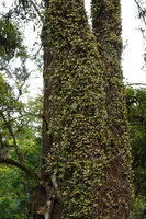 Medinilla beddomei densely covering a tree trunk, Idukki, Kerala, India