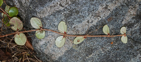 Medinilla beddomei, lower surface of the stem with tuberization of each node and adventitious roots firmly fixing the stem to trunk rhytidome, characteristic acrodromous venation of Melastomataceae, Idukki, Kerala, India