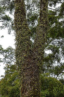 Medinilla beddomei, much branched stems totally covering the trunk surface, Idukki, Kerala, India