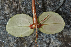 Medinilla beddomei, opposite leaves with red  short petiole, early tuberization of the node, Melastomaceous characteristic venation and white hydathodes at the periphery of the abaxial leaf surface, Idukki, Kerala, India