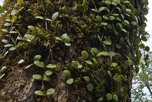 Medinilla beddomei, stems fixed by adventitious roots on trunk bark among mosses, Idukki, Kerala, India