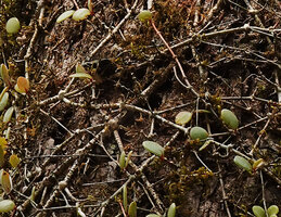 Medinilla beddomei, tuberization of the stem nodes allowing innovation of adventitious stems in addition to the leaf axillary stems, Idukki, Kerala, India