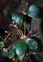 Medinilla beddomei, tuberized node woth its tw opposite leaves, two axillary stems and three adventitious stems, Idukki, Kerala, India