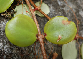 Medinilla beddomei, upper surface of the succulent shiny leaves perfectly adapted to the epiphytic habit and characteristic acrodromous Melastom venation, Idukki, Kerala, India