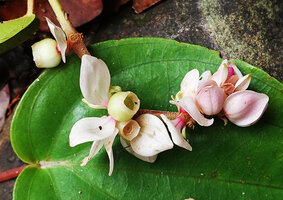 Medinilla cf. anisophylla, pinkish bracts surrounding maturing greenish white berries enclosed by concrescent calyx, Imbu Rano, Kolombangara, Solomon Islands