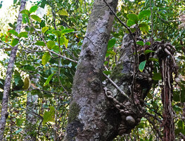 Medinilla cf. glomerata, epiphyte with lignified branched stems and huge tuberous root system, Ankin'ny Nofy Reserve, Madagascar