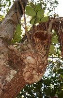 Medinilla cf. glomerata, epiphytic with huge much branched intertwining tuberous root system, Ankin'ny Nofy Reserve, Madagascar