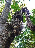 Medinilla cf. glomerata, huge much branched tuberous root system, Ankin'ny Nofy Reserve, Madagascar