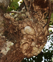 Medinilla cf. glomerata, the branched intertwining superficial huge tuberous root system, Ankin'ny Nofy Reserve, Madagascar