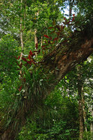 Medinilla cf hasseltii and Freycinetia sp., epiphytic above the Temburong river, Brunei, Borneo