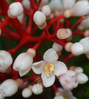 Medinilla cf. lorentziana, flower buds, petals, stamens and young fruit, Kwau, Arfak Mts, 1600 m asl, West Papua