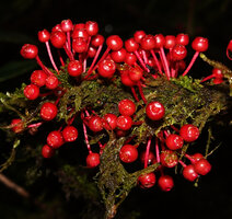 Medinilla aff. maidenii, cauliflorous fascicled solitary mature bright red berries, Manusela NP, 1000 m asl, Seram, Moluccas