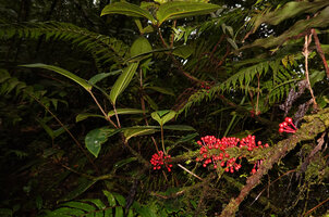 Medinilla aff. maidenii, opposite sessile leaves and bright red fasciculate cauliflorous berries, Manusela NP, 1000 m asl, Seram, Moluccas