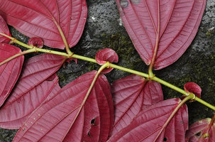 Medinilla mortonii, alternation of isophyllous and anisophyllous pairs of opposite leaves, Imbu Rano, Kolombangara, Solomon Islands