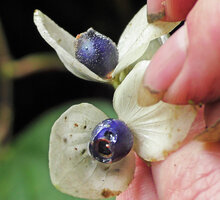 Medinilla cf. mortonii, blue berries surrounded by white bracts, Imbu Rano, Kolombangara, Solomon Islands