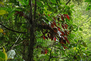 Medinilla mortonii, epiphytic on Astronidium sp;, a tree belonging also to Melastomataceae, Imbu Rano, Kolombangara, Solomon Islands