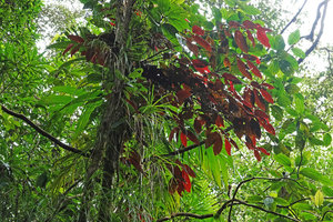 EPIPHYTES  2