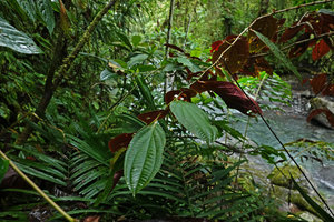 Medinilla mortonii, green upper surface of leaves and dark red lower surface, Imbu Rano, Kolombangara, Solomon Islands