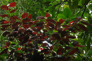 Medinilla mortonii, inflorescences with white bracts hanging under the lower dark red leaf surface, Imbu Rano, Kolombangara, Solomon Islands