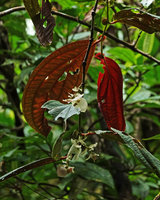 Medinilla mortonii, inflorescences with white bracts, white unripe berry and pinkish flower bud, Imbu Rano, Kolombangara, Solomon Islands