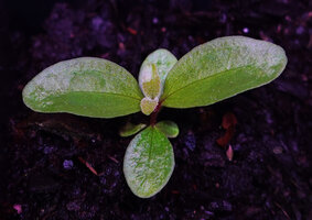 Medinilla mortonii, initiation of the third pair of opposite leaves above the cotyledons, Kolombangara, Solomon Islands