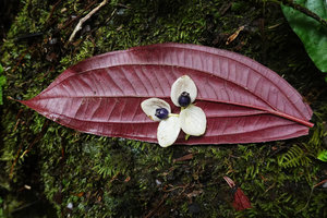 Medinilla mortonii, purple leaf lower side, white bracts and dark blue berries, Imbu Rano, Kolombangara, Solomon Islands