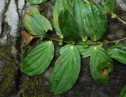 Medinilla mortonii, upper green leaf surface, alternation of isophyllous and strongly anisophyllous pairs of opposite leaves, Imbu Rano, Kolombangara, Solomon Islands