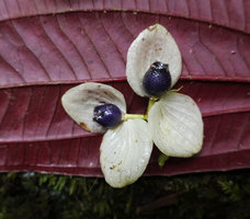 Medinilla mortonii, white bracts and dark blue berries, Imbu Rano, Kolombangara, Solomon Islands