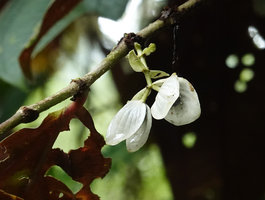 Medinilla mortonii, white bracts surrounding the ripe dark blue berries, the bracts maybe acting like appealing structures at night for bats or during the day for birds, Imbu Rano, Kolombangara, Solomon Islands