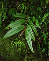 Medinilla mortonii, young individual on mossy rock, already exhibiting plagiotropy and anisophylly, Imbu Rano, Kolombangara, Solomon Islands