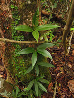 Medinilla cf. radicans, Varirata NP, Papua New Guinea