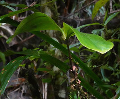 Medinilla cf. succulenta, almost sessile leaves and cauliflorous berries, Manusela NP, 1000 m asl, Seram, Moluccas