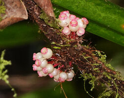 Medinilla cf. succulenta, translucent white berries with well developped pink hypanthial limb, Manusela NP, 1000 m asl, Seram, Moluccas